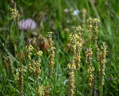 Plantago alpina
