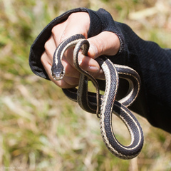 Thamnophis elegans elegans