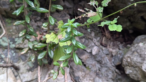 Sedum calcicola