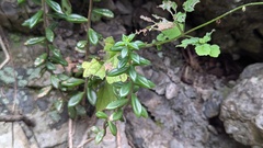 Sedum calcicola
