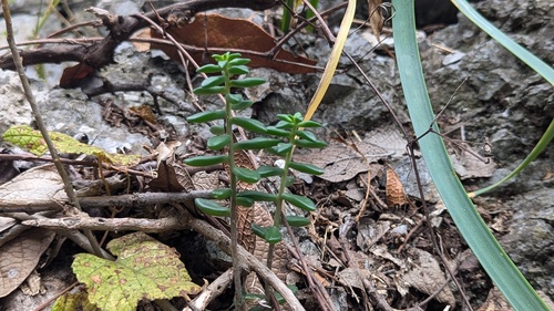 Sedum calcicola, photograph 2