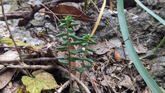 Sedum calcicola, photograph (c) Rogelio Reyna-Hernández, some rights reserved (CC BY-SA)