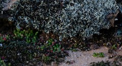 Crassula fragarioides