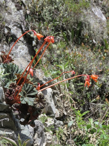 Image of Begonia veitchii by no rights reserved