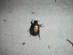 Pseudotorynorrhina japonica