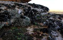 Crassula fragarioides