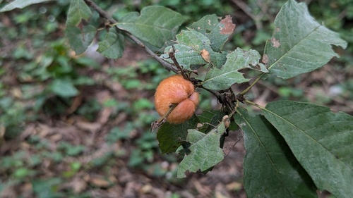 Striatoandricus maesi