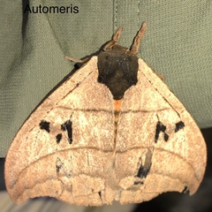 Automeris curvilinea