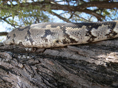 Python natalensis