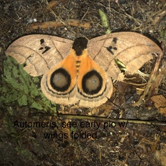 Automeris curvilinea