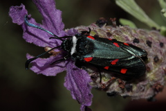 Zygaena lavandulae