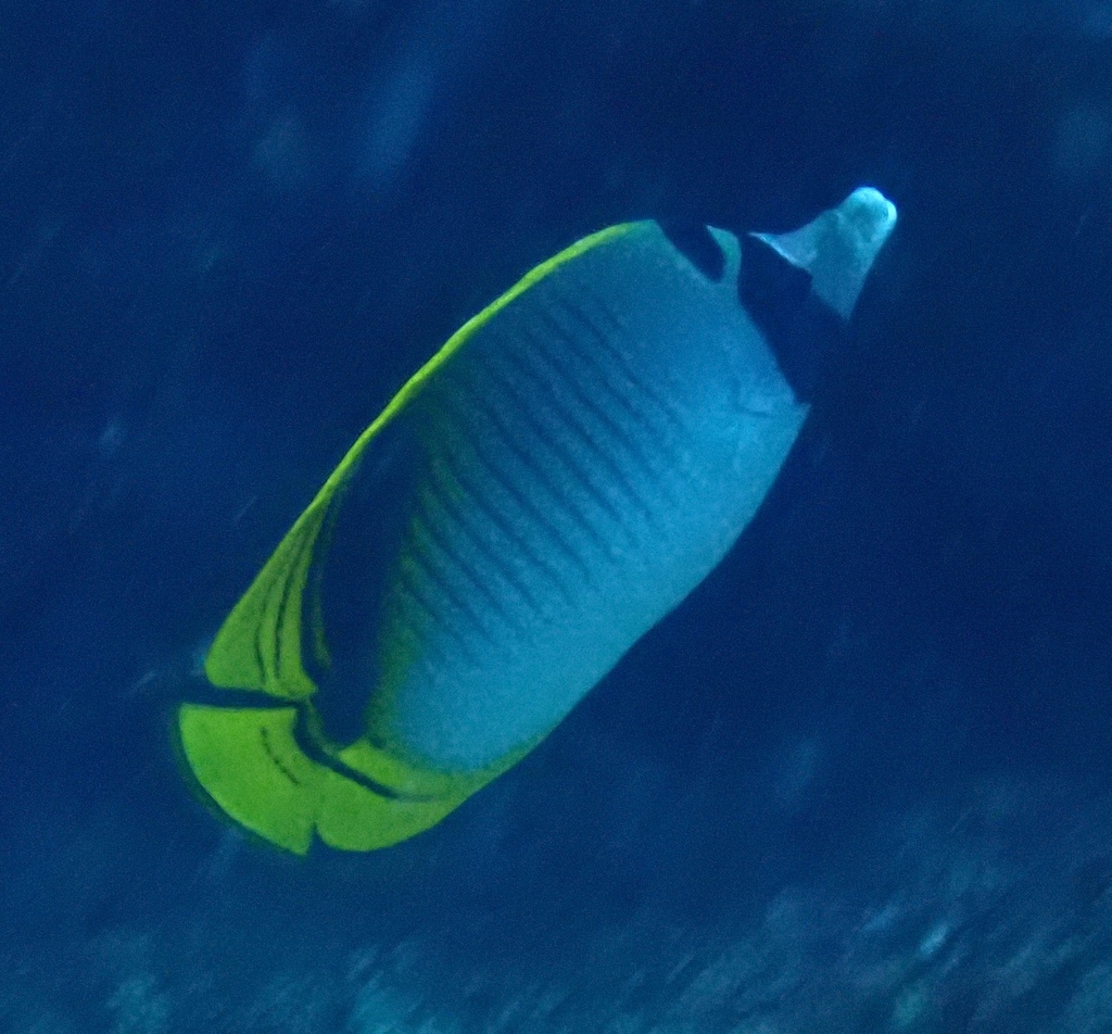Pig-face Butterflyfish