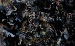 Xanthoparmelia hottentotta