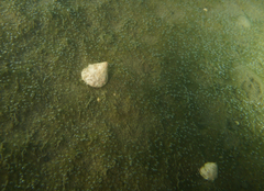 Bembicium