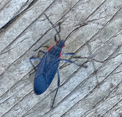 iNaturalist observation photo of Red-shouldered Bug