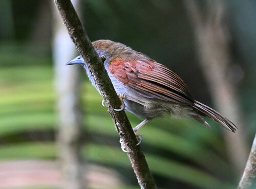 Chestnut-winged Babbler (Cyanoderma erythropterum), photo 8