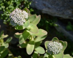 Hylotelephium anacampseros