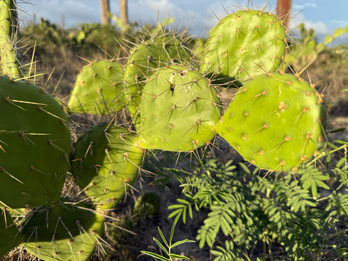 Image of Opuntia caracassana by (c) Carrie Seltzer, some rights reserved (CC BY)