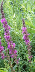 Lythrum salicaria