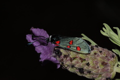 Zygaena lavandulae