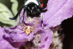 Zygaena lavandulae