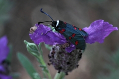 Zygaena lavandulae
