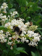 Bombus lucorum