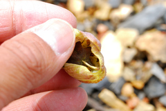 Fritillaria delavayi