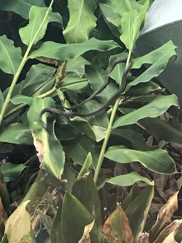 Common Tree Snake sighting