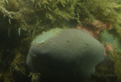 Polysyncraton rica