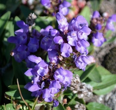 Scutellaria alpina