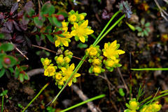 Sedum magniflorum