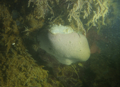 Polysyncraton rica
