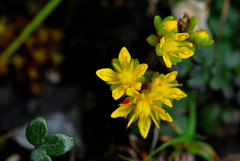 Sedum magniflorum