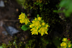 Sedum magniflorum