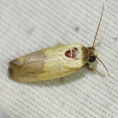 Ponometia bicolorata