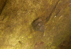 Bembicium