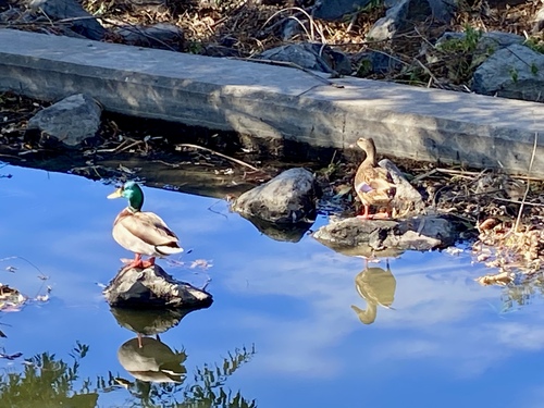 iNaturalist observation photo of Mallard