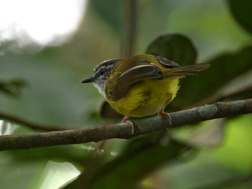 Yellow-bellied Warbler (Abroscopus superciliaris), photo 9