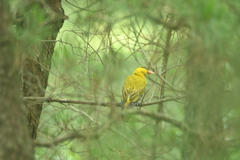 Oriolus chinensis diffusus