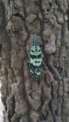 Pyrops viridirostris