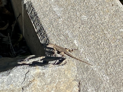 iNaturalist observation photo of Western Fence Lizard