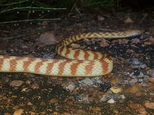 Brown Tree Snake sighting