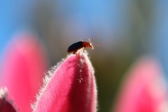 Chirodica chalcoptera chalcoptera