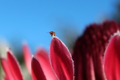 Chirodica chalcoptera chalcoptera