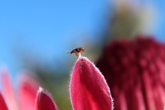 Chirodica chalcoptera chalcoptera