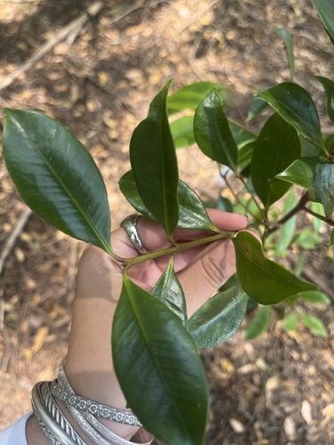 Syzygium johnsonii, 2024-11-09