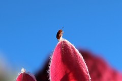 Chirodica chalcoptera chalcoptera