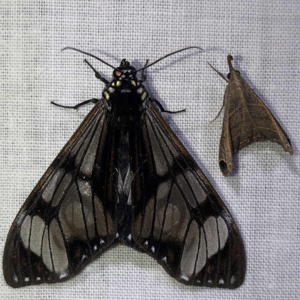 Dysschema dissimulata