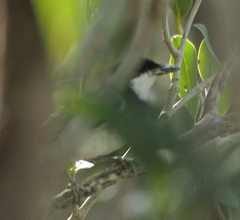 Pachycephala lanioides